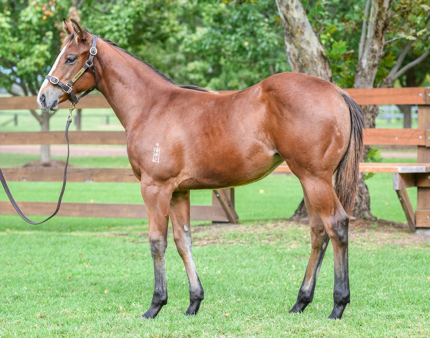 2024 Boutique Thoroughbreds Online Sale Inglis Digital Online Auctions